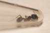 Messor barbarus?