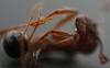 Messor marron