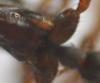 messor marron