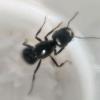 messor macro