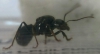 messor3