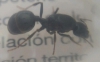 messor6