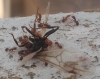 messor princesa vs pheidole