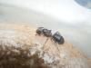 Dia Camponotus.