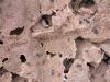larva con messor