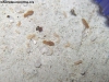 Acaro 1