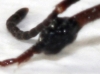Cosa rara en Camponotus