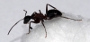 Camponotus con hongos?