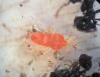 Leptothrombium