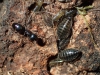 stomaphis