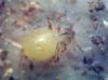pulgon que vive con las tetramorium