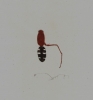 Ara�a depredadora de Monomorium
