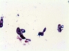 Microscopio
