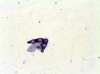 Microscopio