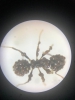 Messor barbarus con acaros