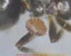 lasius niger parasito2