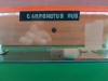 Camponotus Mus 2