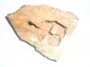 corteza tallada