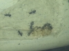Hormigas Cerebro