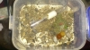 lasius arriba