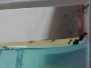hormigero gel