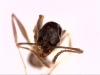 monomorium 0