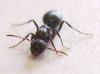 sera una reina tetramorium?�