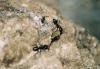 Hormigas rupcolas murcianas despistadas