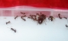 cuidan huevos , comen mosca,bailan break