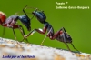 III concurso puesto 1