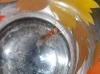 Alado rojo