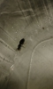 Posible reina de componotus micans