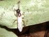 hormiga-identificaion