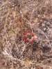 camponatus