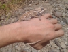 Camale�n en mano