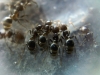 macro