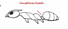 Linepithema humile