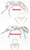 Pheidole_Solenopsis