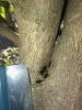 Camponotus Mus cuidando....hongo?