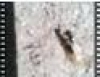 Miniatura video