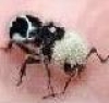 panda darlatan