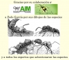 Hormiga2018.2