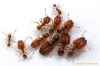 pheidole super-cabezones