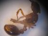 Myrmica_2