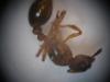 Myrmica_5