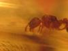 Myrmica