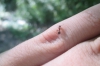 Myrmica