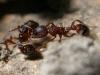 Myrmica