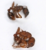 Ambas myrmicas