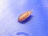 parasito-lasius